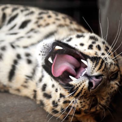 Leopardi kieriskeli kuumuudessa Qingdaon eläintarhassa itäisessä Kiinassa heinäkuussa 2010.