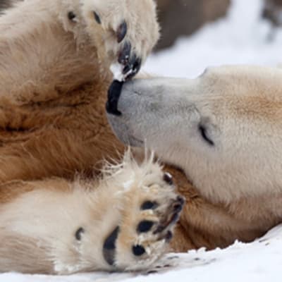 Jääkarhu Knut kuvattuna kotonaan Berliinin eläintarhassa.