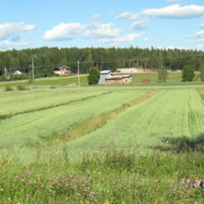 Peltoa ja rakennuksia maaseudulla aurinkoisena kesäpäivänä.