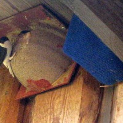 Pääskynen tekopesällä Humppilan Lohen räystään alla