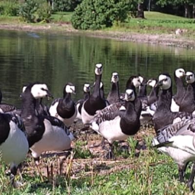 Pääkaupunkiseudulla majailee noin 8000 valkoposkihanhea.