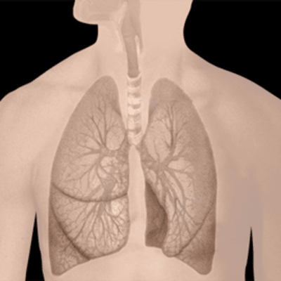 Havainnekuva ihmisen keuhkoista.