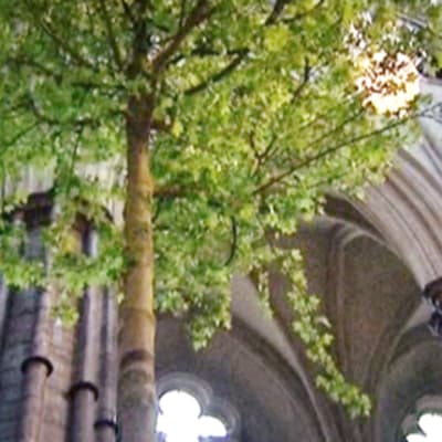 Westminster Abbeyta koristellaan puilla  Williamin ja Katen häitä varten.