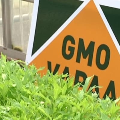 kyltti_GMO-vapaa