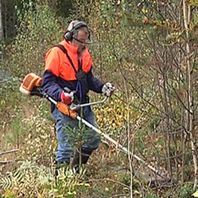 Taimikonhoitokurssilainen harjoittelee raivaussahan käyttöä metsässä.