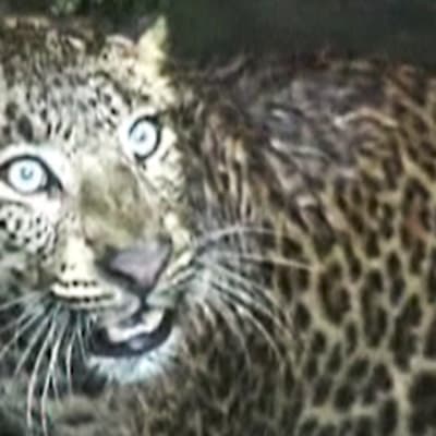 Leopardi pelastettiin kaivosta Intiassa.