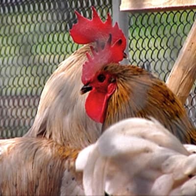 Lintuja Sorsapuiston lintutarhalla