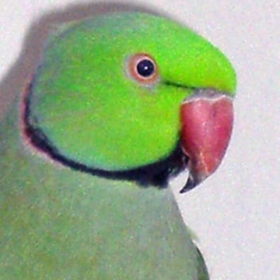 Intian kaulanauhapapukaija