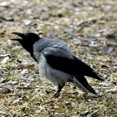 Varis huurteisessa maassa