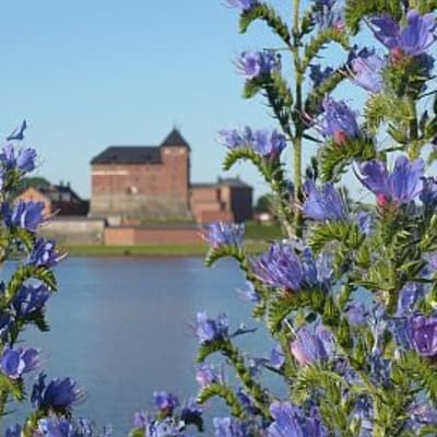 Neidonkieliä ja taustall Hämeen linna
