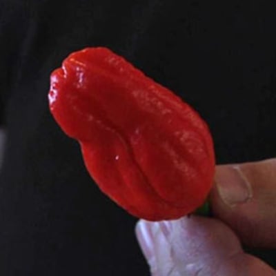 Chili