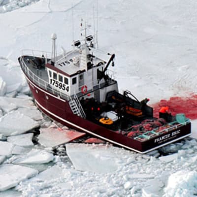 Hylkeennahkoilla lastattu alus St. Lawrencen lahdella vuonna 2009.