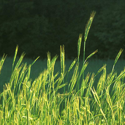 Nuorta ruista pellossa.