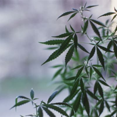 Kannabis-kasvi ikkunalaudalla.