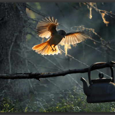 Vuoden 2009 luontokuvaksi valittu "Metsän emäntä". Kuukkeli ilmassa oksan päällä. Oksan päässä roikkuu kahvipannu.