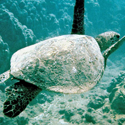 Merikilpikonna ui merenpohjan läheisyydessä.