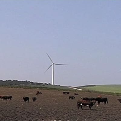 Tuulivoimaloita