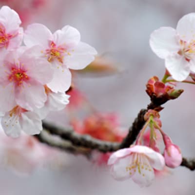 Kirsikan kukkia (Cherry Blossoms)