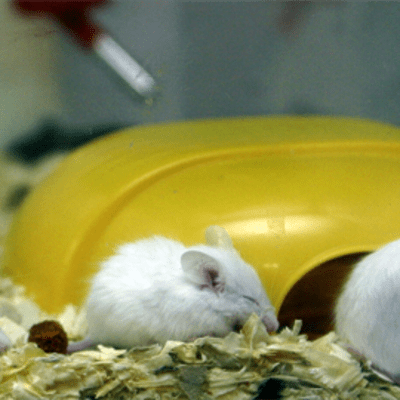 Eläinkokeissa käytettäviä hiiriä terraariossa.