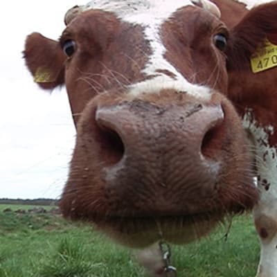 Lehmä tutkii kameraa
