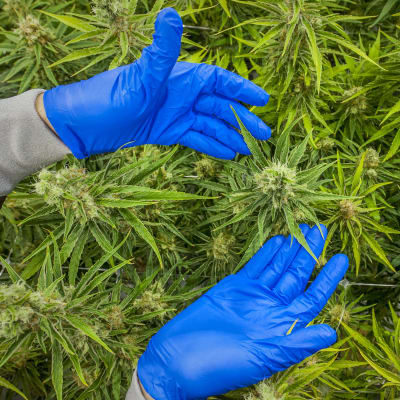 Marijuanaplantor som växer i ett växthus i Markham, Kanada. Händer med blåa plasthandskar håller i en av växterna.