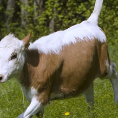 Kyyttöhieho kirmaa niityllä.