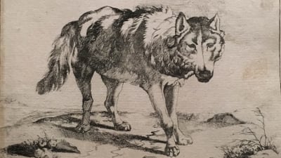 Marcus de Bye: Wolf in Dreiviertelansicht, 1659 (Varg i trefjärdedelsåsikt)
