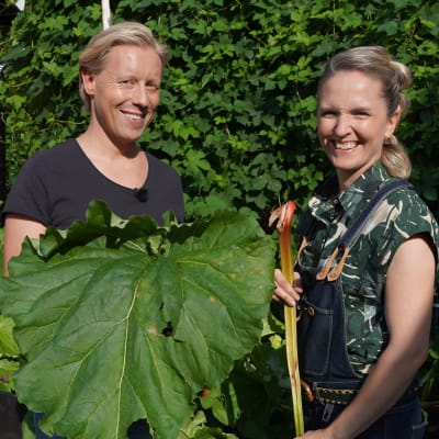 Niklas Aldén och Lena Gillberg står i en prunkande trädgård med rabarberstjälkar i händerna.