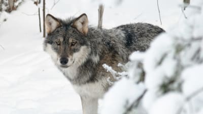 Varg i snöigt landskap.