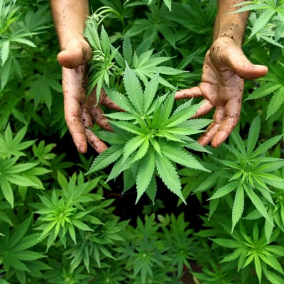 Cannabisodling