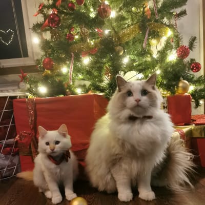 Två vita katter (en liten och en större) framför en pyntad julgran.