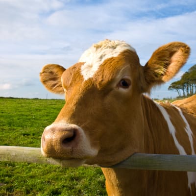 Närbild på en ko som lutar sitt huvud över ett stängsel.
