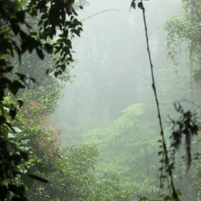 Monteverde cloud forest reserve i Costa Rica.