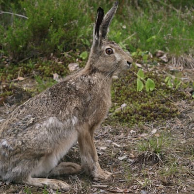 Hare som sitter i skogen.