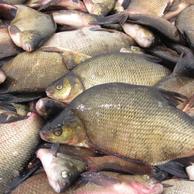 braxen fisk