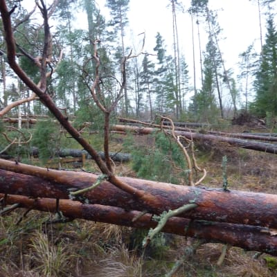 Stormskadad skog i Elmdal