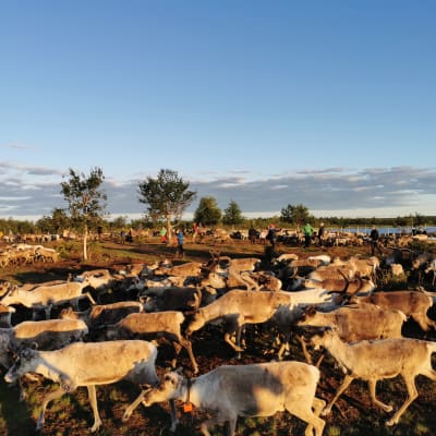 En flock renar under en gråblå himmel, i bakgrunden renskötare.