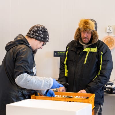 Temosten serkut käsittelevät kaloja kalojenkäsitelylaitoiksella