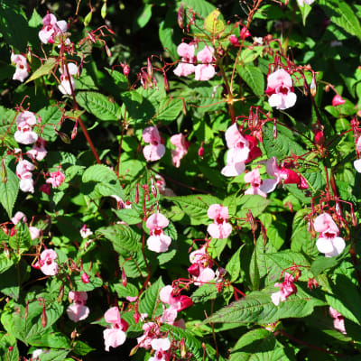 Rosa blommor och gröna blad.
