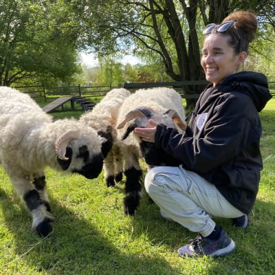 Petra Kerkkä Valais blacknose lampaiden vieressä