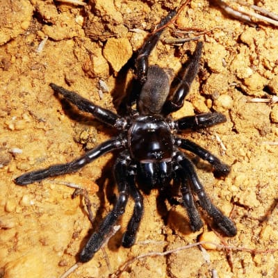 Världens äldsta spindel, fotograferad i januari 2016.