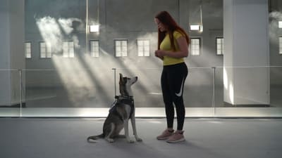 Valppaasti istuva koira katsoo edessä seisovaa omistajaa silmiin. Paikka on koulutustilana toimiva tehdashalli.