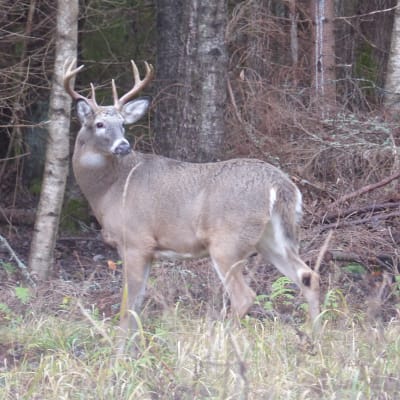 En hjortbock, vitsvanhjort i höstlandskap. Mycket ris runt hjorten som har horn med åtta taggar.