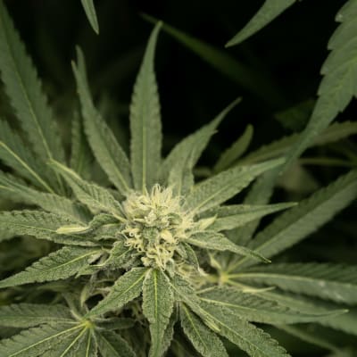 Lähikuva kannabiksen kukinnosta pimeässä huoneessa.