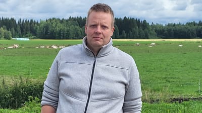 En man står framför kor som betar på en äng. 