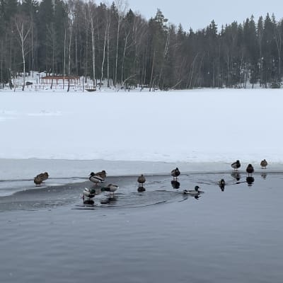 Porträtt på änder i Vanda, i februari 2022.