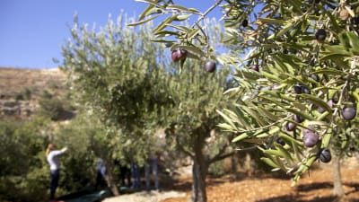 Människorättsrapportörer närvarar vid olivskörden i Hebron, för att motverka trakasserier av israeliska bosättare mot palestinier.