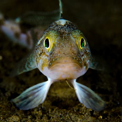 En fisk med gula ögon. 