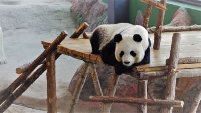 Panda vilar liggande på en ställning i Etseri djurpark. 