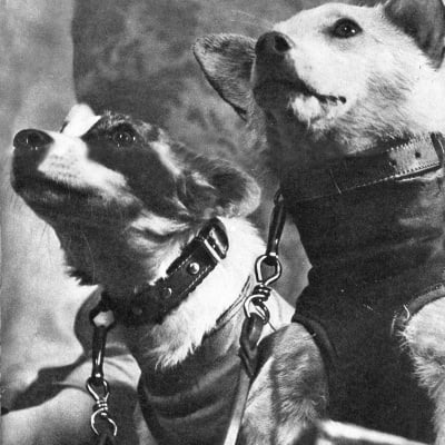 Belka ja Strelka -koirat